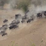 <strong>Conservation Tourism in Africa: Balancing Wildlife Protection with Sustainable Travel</strong>