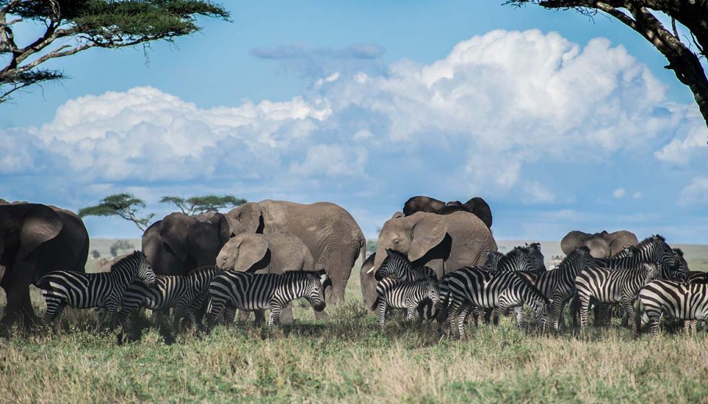 Safari Adventure: Planning a Hunting Trip in Africa | African-Outdoors.com