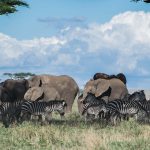 <strong>Safari Adventure: Planning a Hunting Trip in Africa</strong>