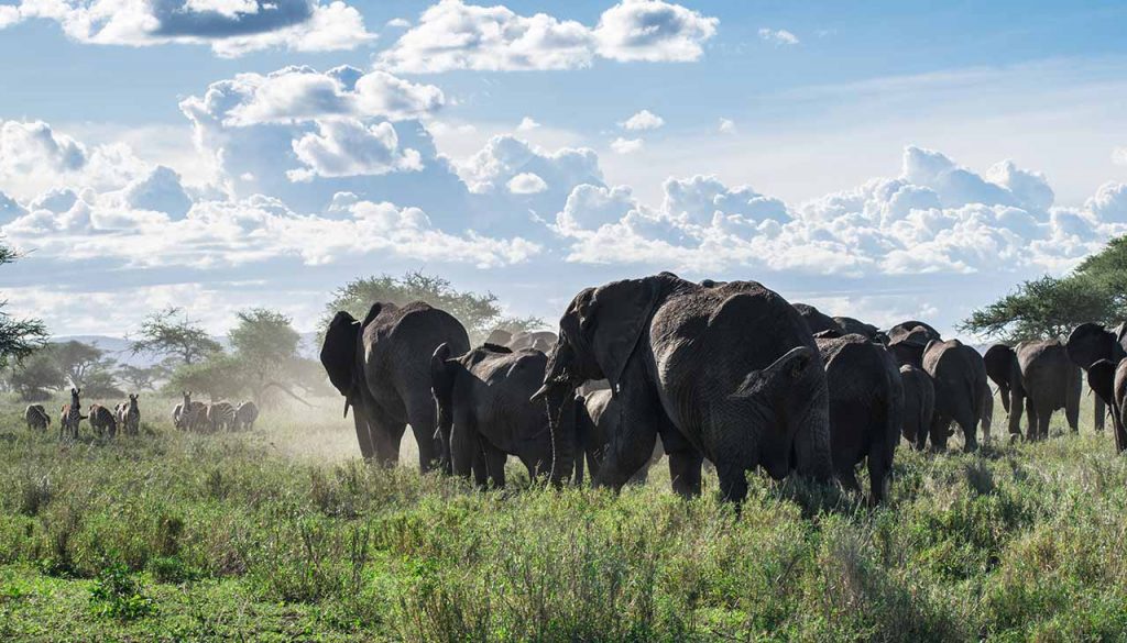 Exploring the Pros and Cons of Big Game Hunting in Africa african